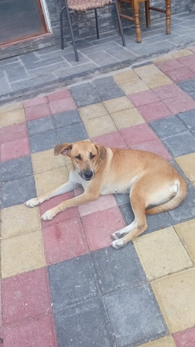 lyssitta's tweet photo. Servicio Social ✅️ 
#SeBuscan 🆘️🆘️
#extraviadas ‼️
#urgente 🚨🚨🚨
Se buscan estas perritas,  brandy y coketa, ellas se salieron de casa el día viernes 3 de marzo alas 12 y media de la noche por unas personas k llegaron a media noche y abrieron el portón y se escapó eso fue por colonia Mendez pasaje 3 casa # 32 ciudad delgado favor si alguien la be por las calles de Soyapango y sus aldedores aki pongo el número de teléfono 79100050 y al 70095385  al cual me pueden contactar mi nombre es esperanza Morán de ante mano gracias de todo corazón se le agradeceré