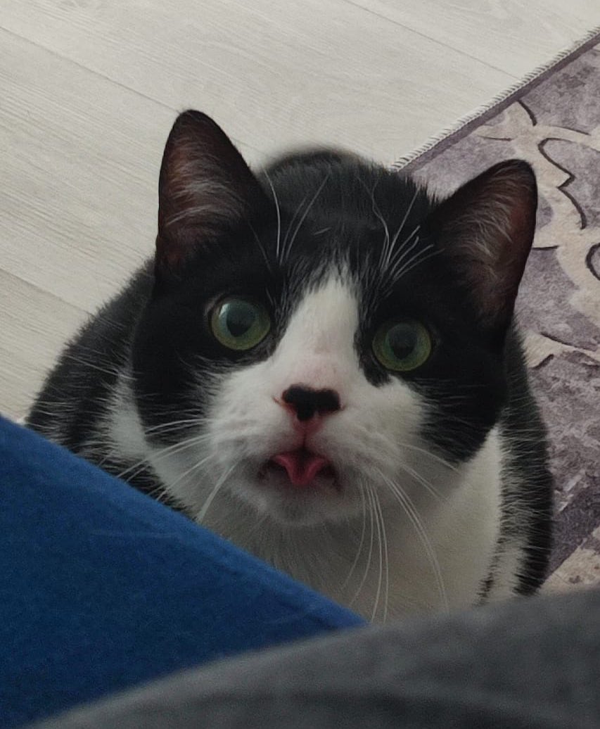 Maya Taç tweet media