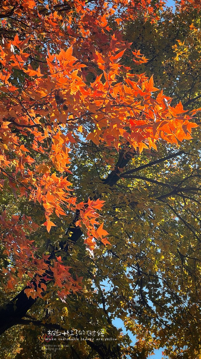 Tajmudin Khorajiya tweet media