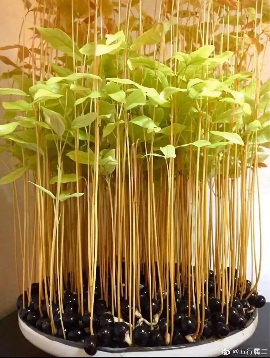 Guriya Kumari tweet media