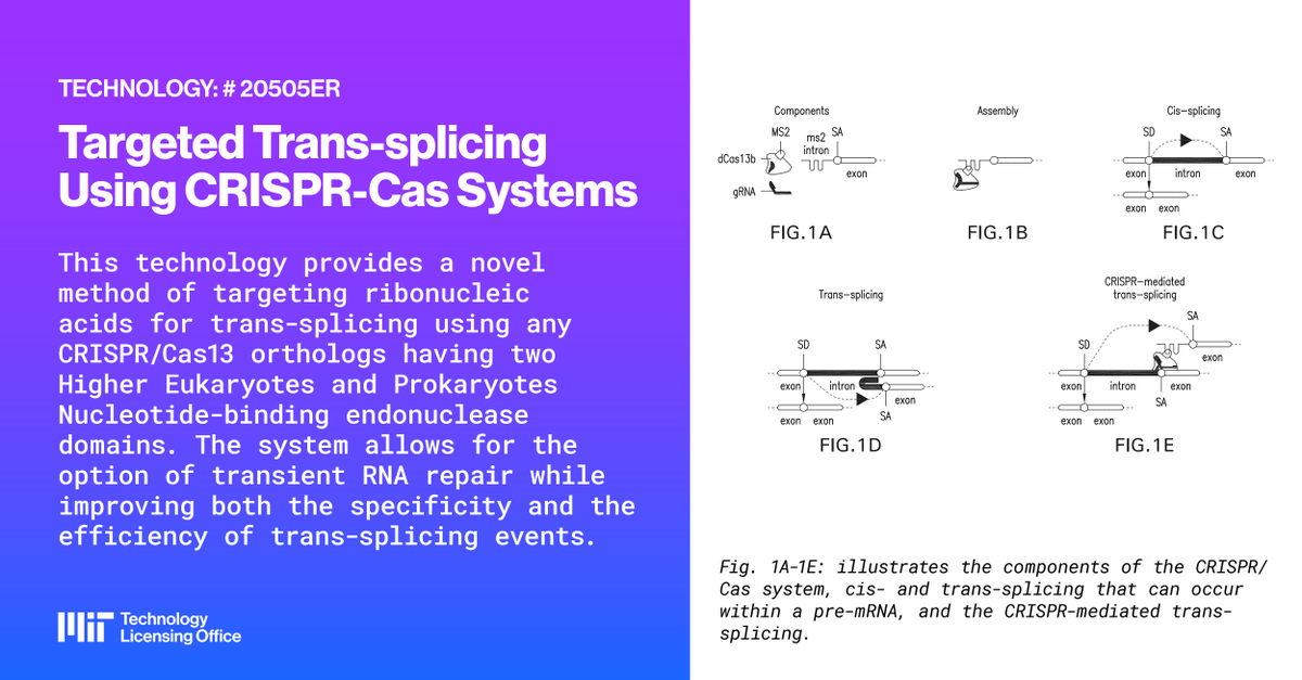 MIT_TLO's tweet photo. A new RNA repair approach uses CRISPR/Cas13 to correct defective pre-mRNAs before translation, offering a precise, efficient, and potentially reversible path to treating monogenic diseases.

Explore licensing opportunities and learn more: https://t.co/cIdvUdnQuy https://t.co/nPbY3EWhUL