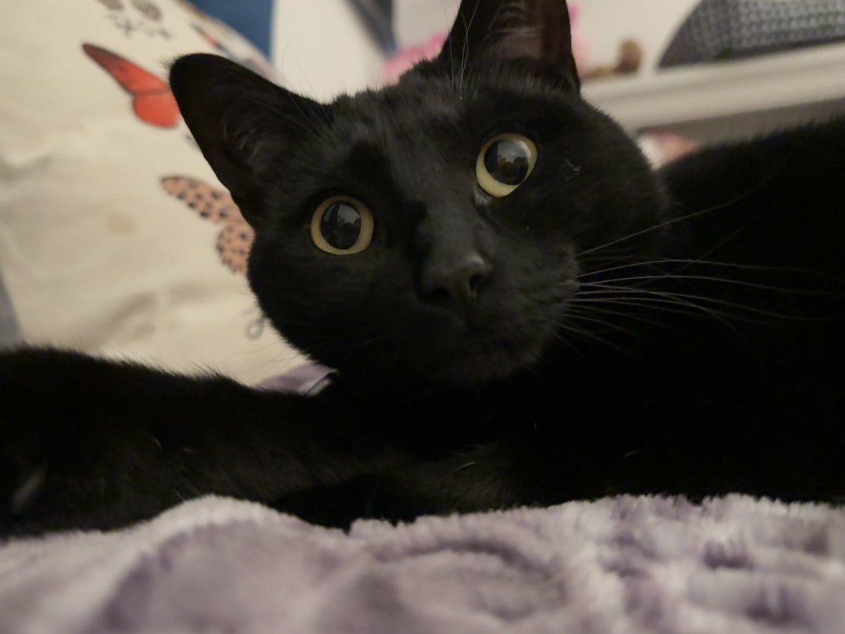 cassandra the cat ⏾ tweet media