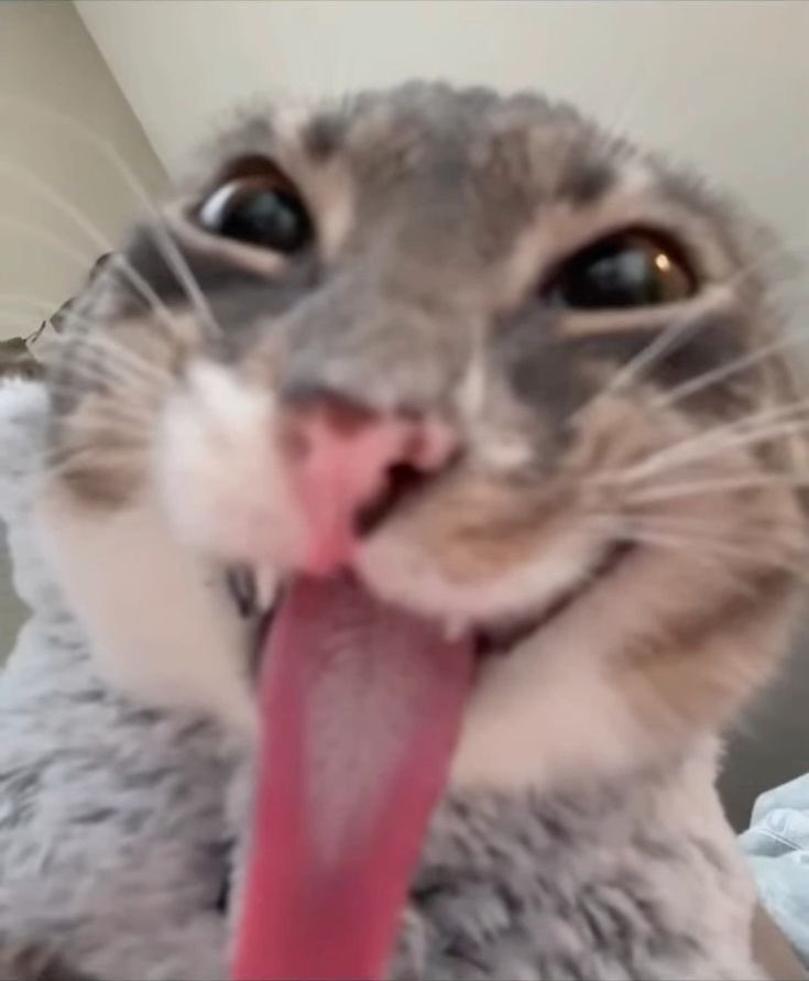 el🐧ྀིྀི || ENHYPEN IS 7 tweet media