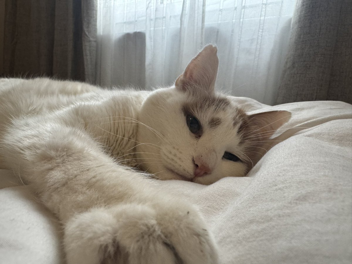 Aurimya | Elf Vtuber 🌙 tweet media