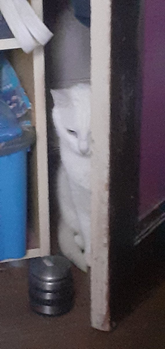 Daft ワラス tweet media