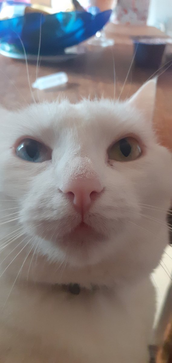 Daft ワラス tweet media