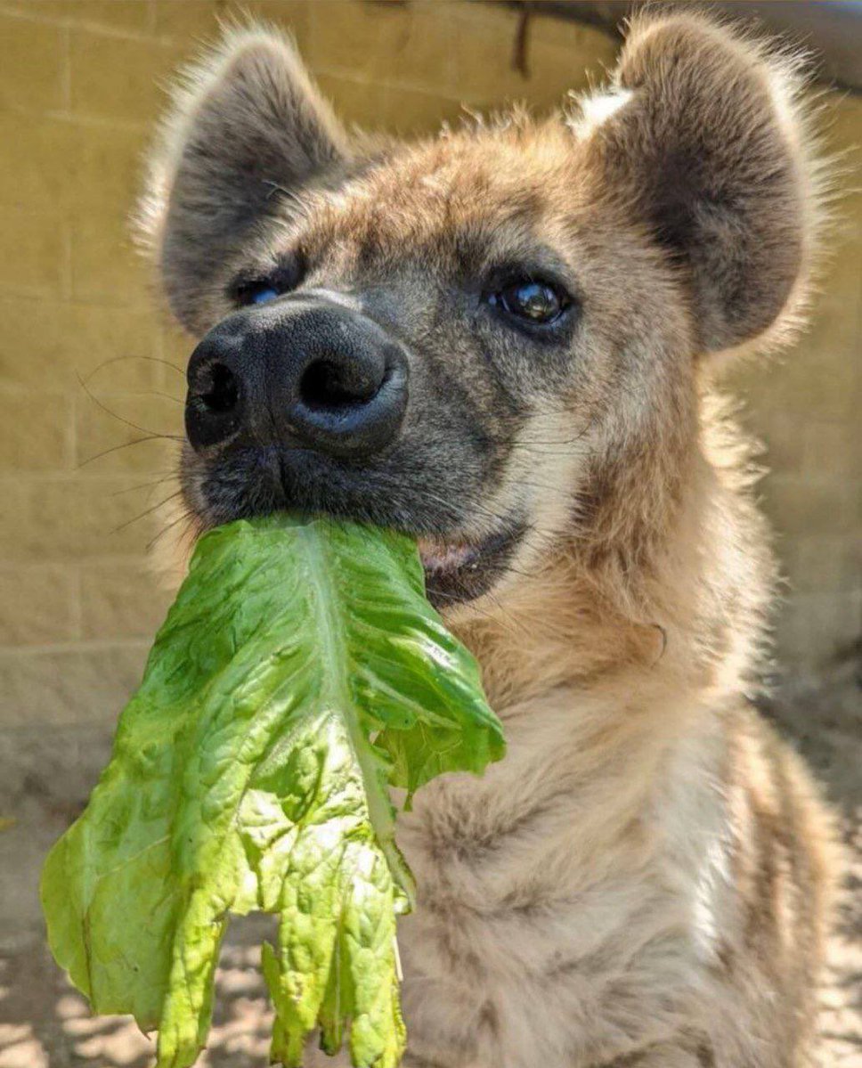“Furry photographers charge too much!”

“Fursuits are too expensive!”

“Pup hoods are ugly!”

“Gymfurs are industry plants!”

Spotted hyena eating lettuce:
