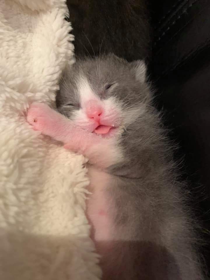 lamontina tweet media