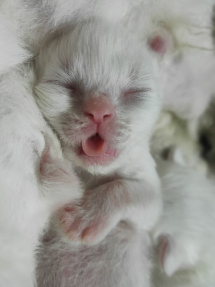 lamontina tweet media