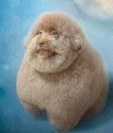 acer0452 tweet media