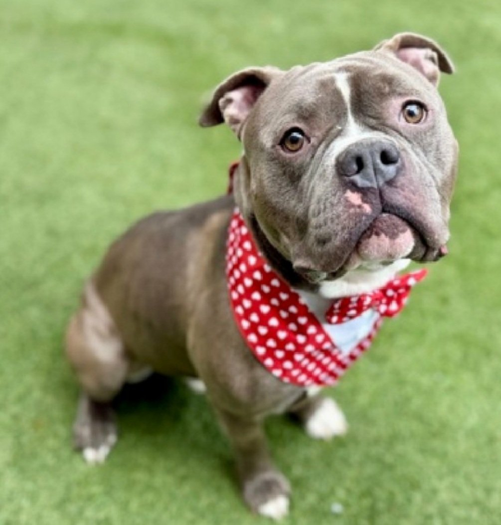 MorgFairsdogs's tweet image. Milo 247018
Kill Command 
#NYCACC #AdoptMe 
He is a cute 2 yr old
Receptive to treats,  solicits pets from familiar staff 
Knows verbal commands 
Given up 4 unexpected deployment
Help save Milo!
#Pledge4Rescue #foster #adopt