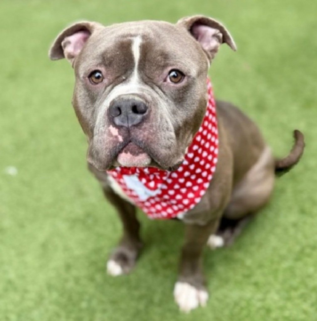 MorgFairsdogs's tweet image. Milo 247018
Kill Command 
#NYCACC #AdoptMe 
He is a cute 2 yr old
Receptive to treats,  solicits pets from familiar staff 
Knows verbal commands 
Given up 4 unexpected deployment
Help save Milo!
#Pledge4Rescue #foster #adopt