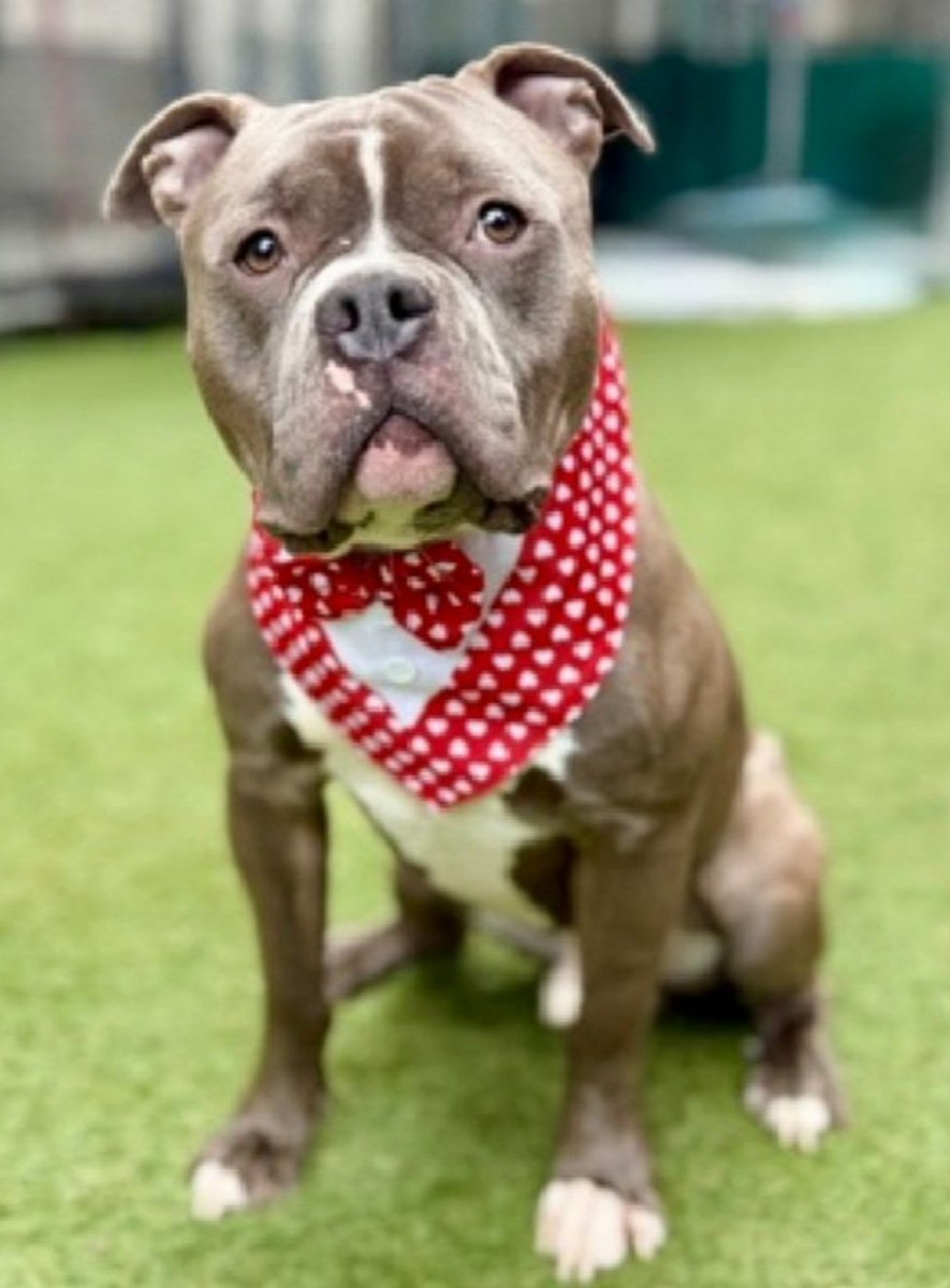 MorgFairsdogs's tweet image. Milo 247018
Kill Command 
#NYCACC #AdoptMe 
He is a cute 2 yr old
Receptive to treats,  solicits pets from familiar staff 
Knows verbal commands 
Given up 4 unexpected deployment
Help save Milo!
#Pledge4Rescue #foster #adopt