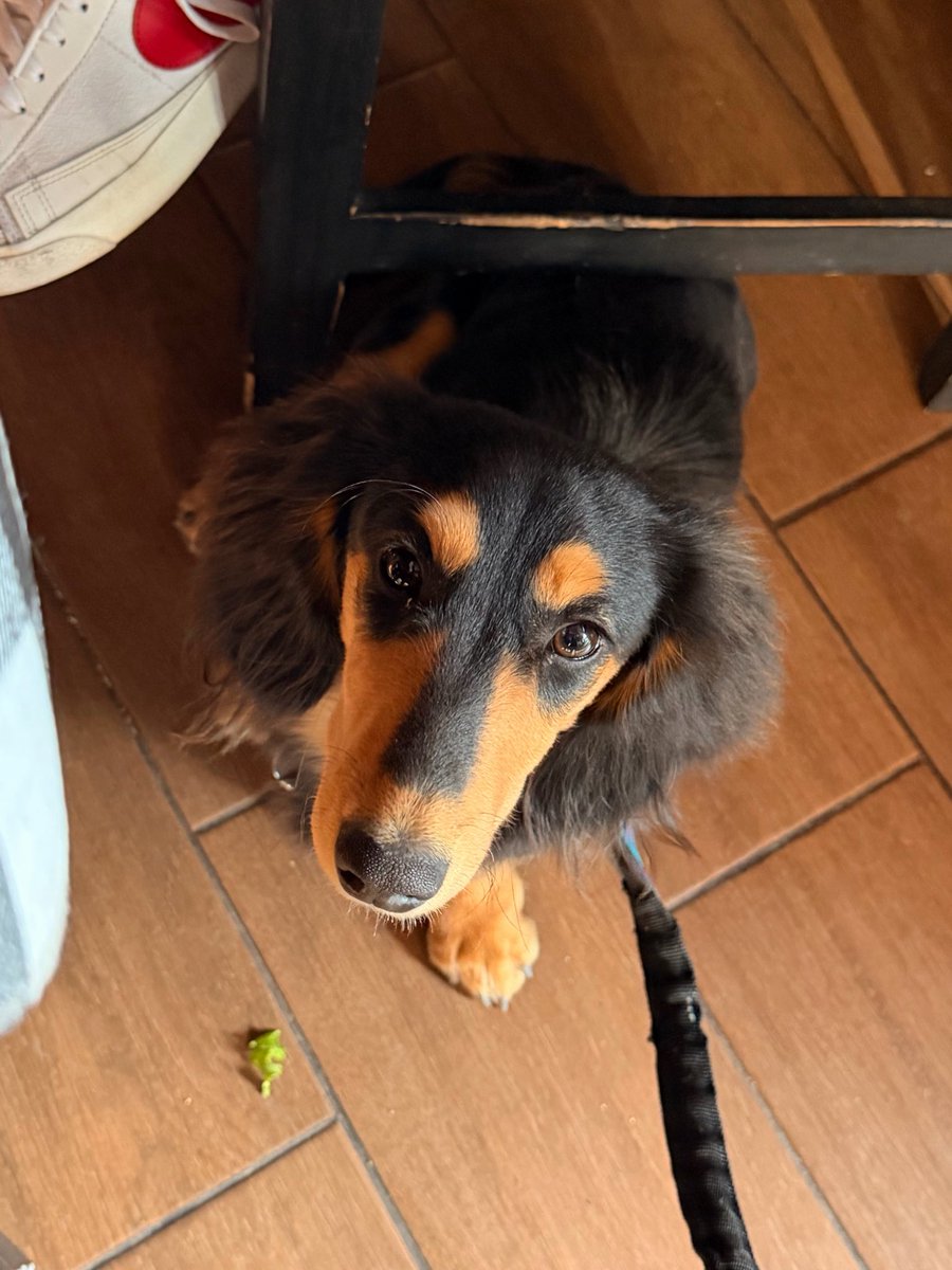 Extraño a Maximo Meridio Milo Verstappen