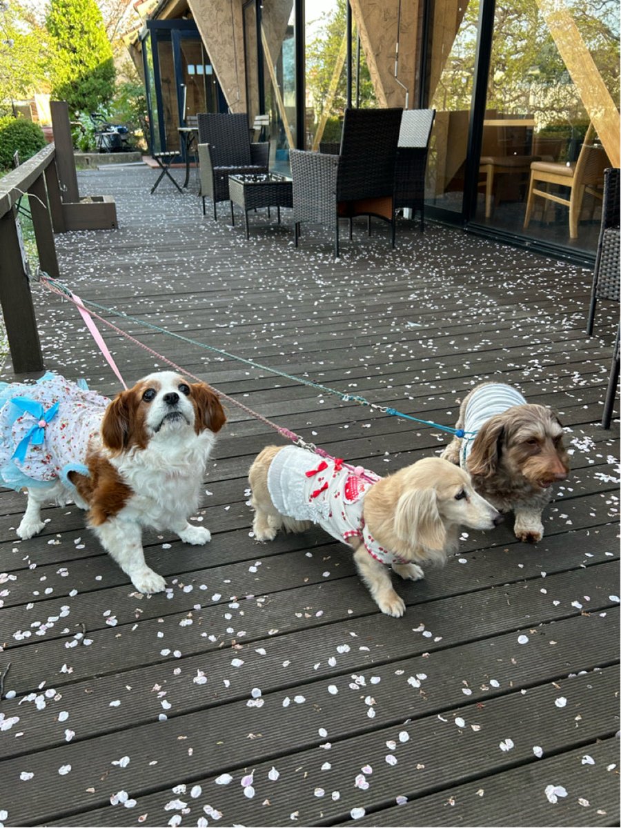 argemignon8106's tweet photo. 4月５日、お花見🌸行ってきたよ🐶
ご近所のお友達のチャチャくんとティアラちゃんと💖テラス席でお茶しました☕️フルーレットドゥースのお休みくまちゃんケーキ🐻買いました🍰
ホワイトチョコムースが濃厚ですごく美味しかったです🍓 https://t.co/UqCAL0GYEG
