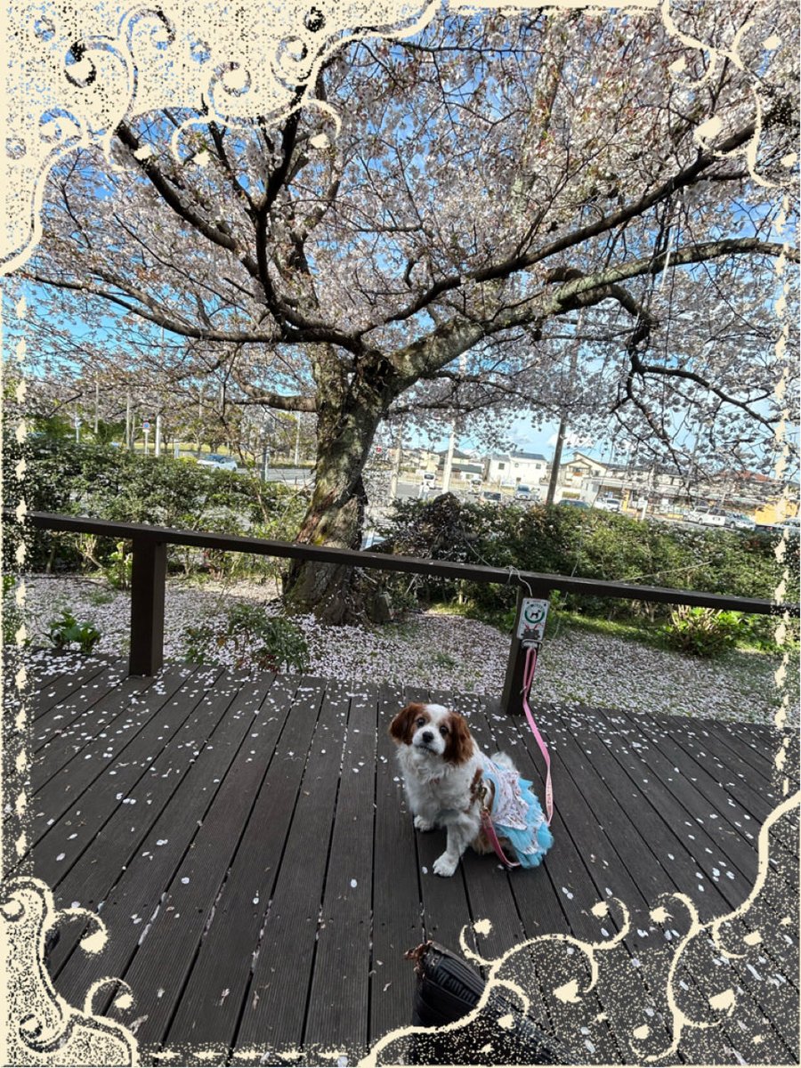 argemignon8106's tweet photo. 4月５日、お花見🌸行ってきたよ🐶
ご近所のお友達のチャチャくんとティアラちゃんと💖テラス席でお茶しました☕️フルーレットドゥースのお休みくまちゃんケーキ🐻買いました🍰
ホワイトチョコムースが濃厚ですごく美味しかったです🍓 https://t.co/UqCAL0GYEG
