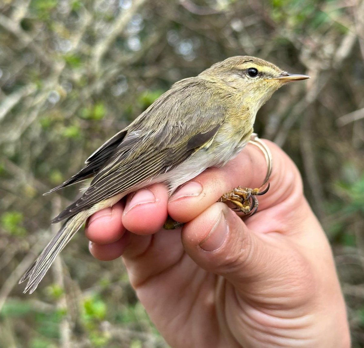 WaveneyBirdClub's tweet photo. It was lovely to see so many visitors at our ringing demonstration at RSPB Minsmere today. Highlights were two Willow Warblers, and the first Reed Warbler of the year that was already wearing a French ring! Thank you to @vikingoptical for their support. https://t.co/2TymBCI3SQ