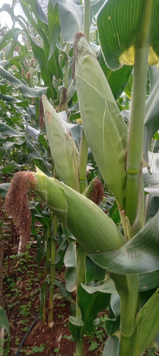 🇰🇪The Rustic Garden tweet media