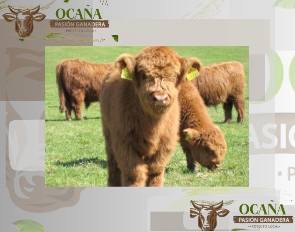 PL OCAÑA-PASION GANADERA tweet media