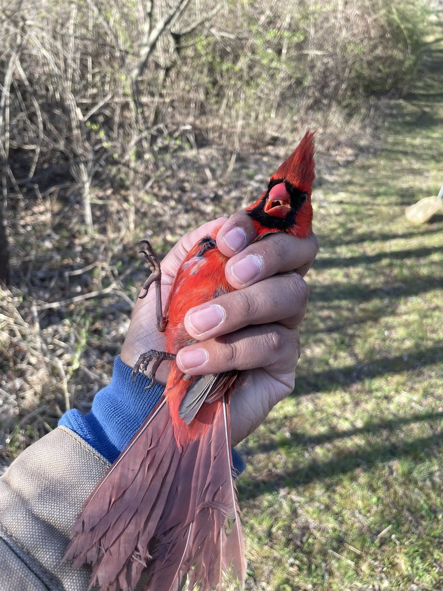 Science Cowboy 🦉 tweet media