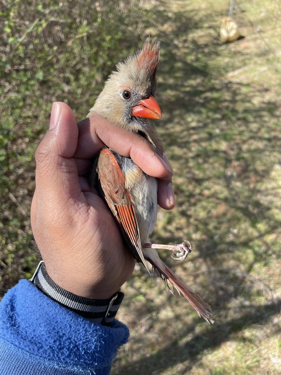 Science Cowboy 🦉 tweet media