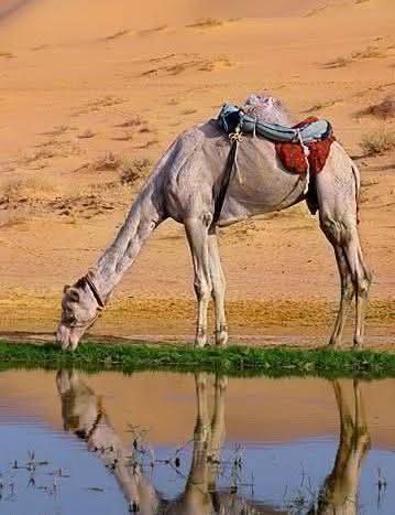 Kadir DENİZ. TERAMİCİYN tweet media