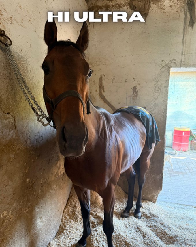 Che Tostado tweet media