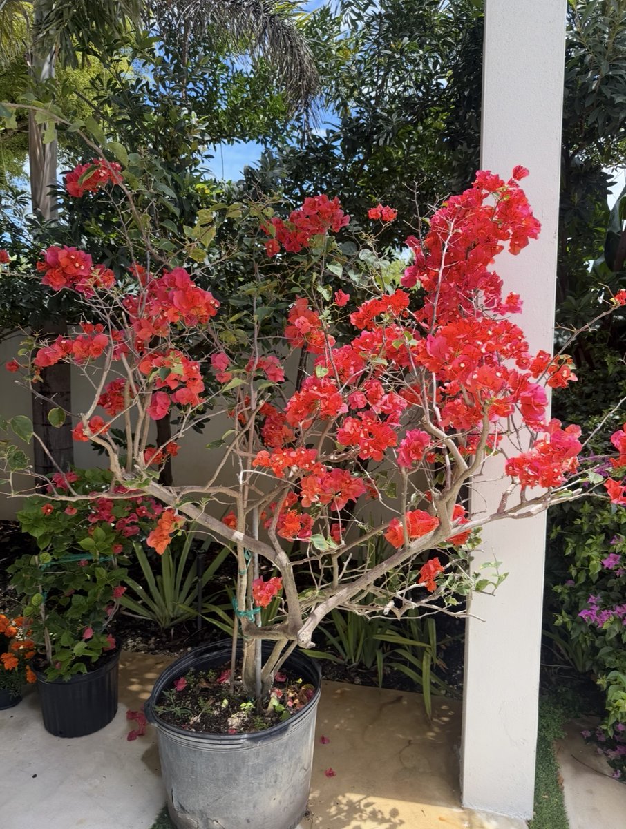 TLTravisLondon's tweet image. Installing new plants today makes me so happy 🌸🍃✨
#PlantLovers #HomeVibes #SimpleJoys