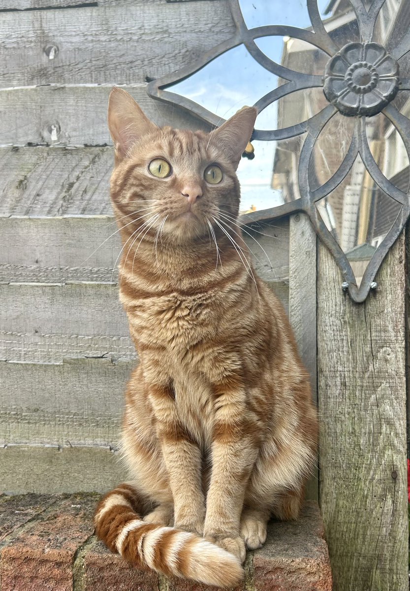 D.V. Catt tweet media