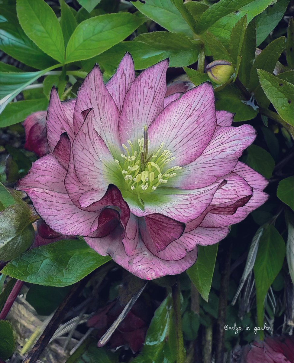 gardeninNorway's tweet image. Helleborus orientalis «Rose» in our April garden😍
#SpringVibes #nature #NaturePhotography #gardening #gardens #Norway  #FlowersOnX #GardeningX  #NaturePhoto