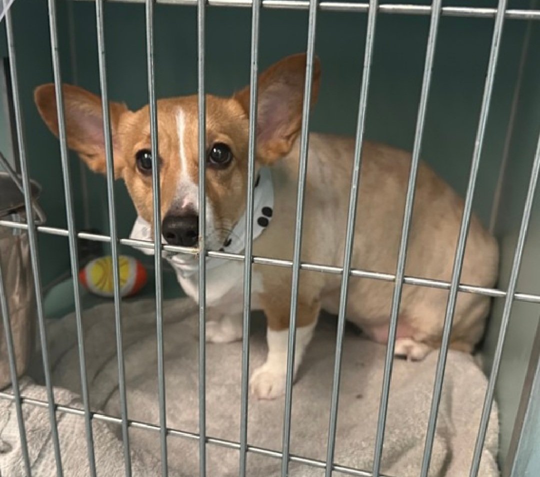 Morgan Fairchild's Dogs tweet media