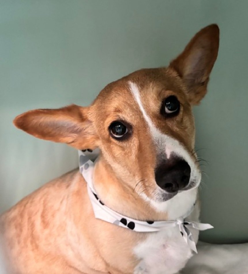 Morgan Fairchild's Dogs tweet media