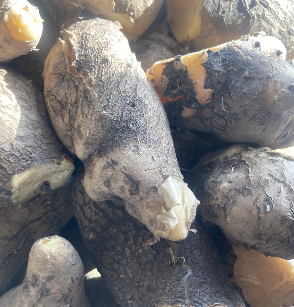 IGBO History & Facts tweet media