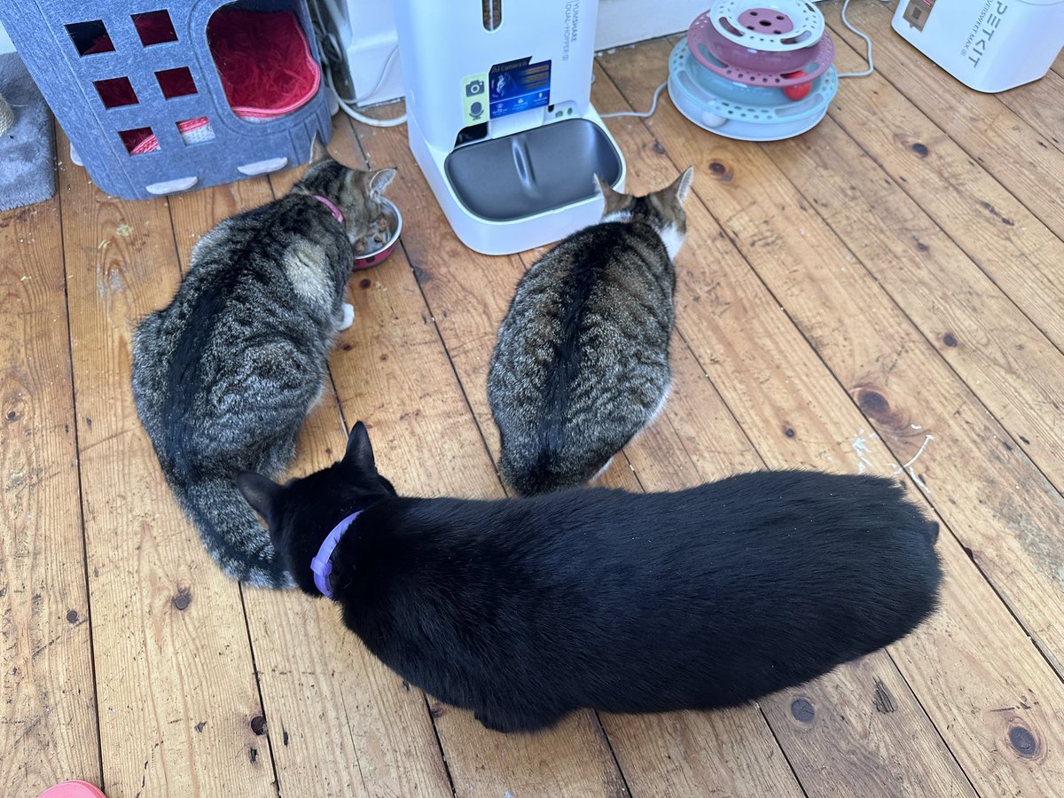 しゃも&あずき先生&うずらまめ姉妹 tweet media