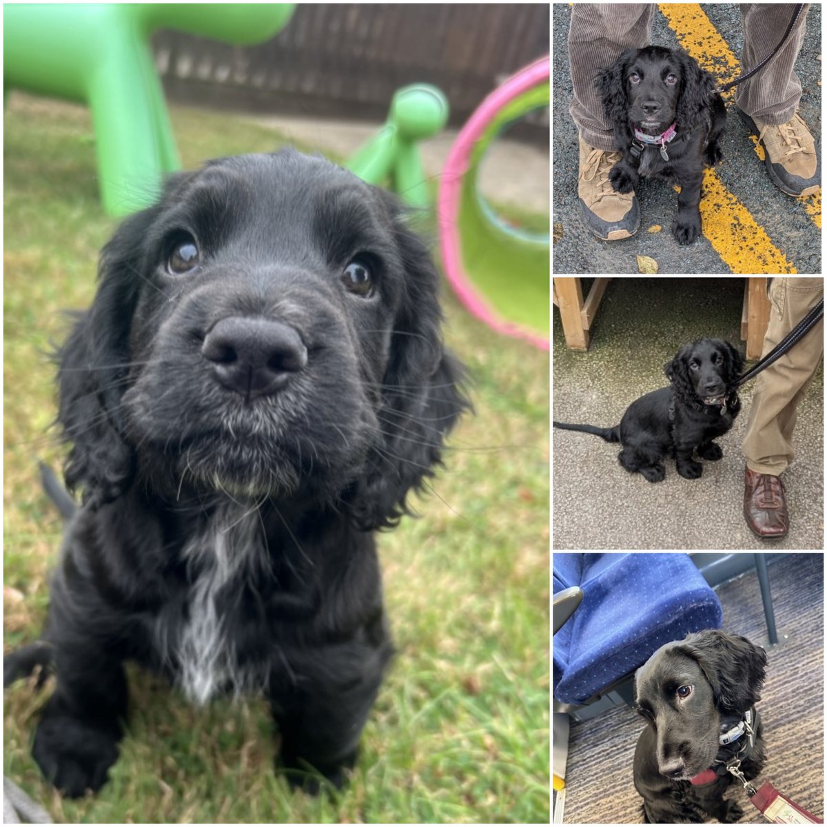 Hearing Dogs for Deaf People tweet media