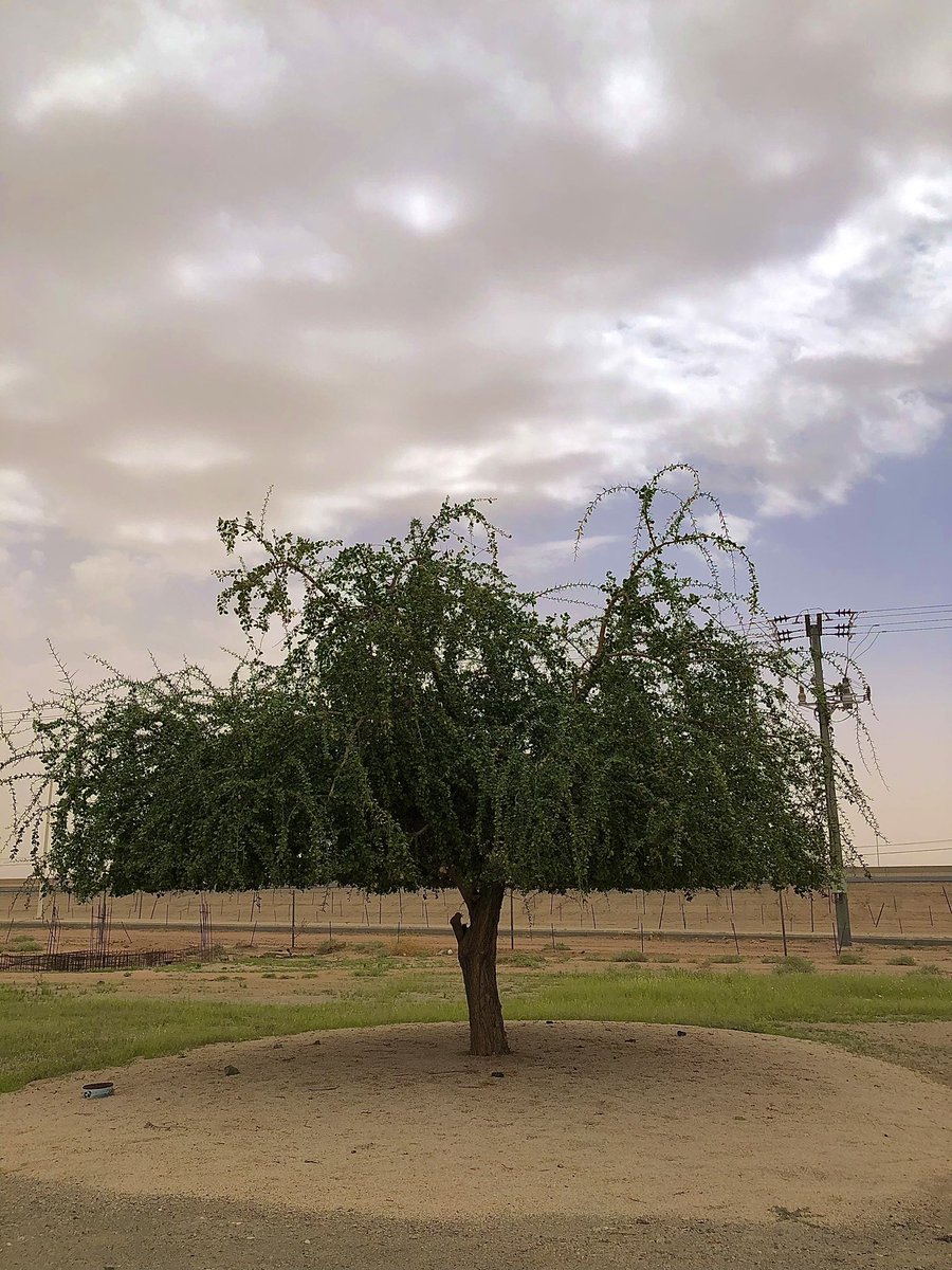 نوره tweet media