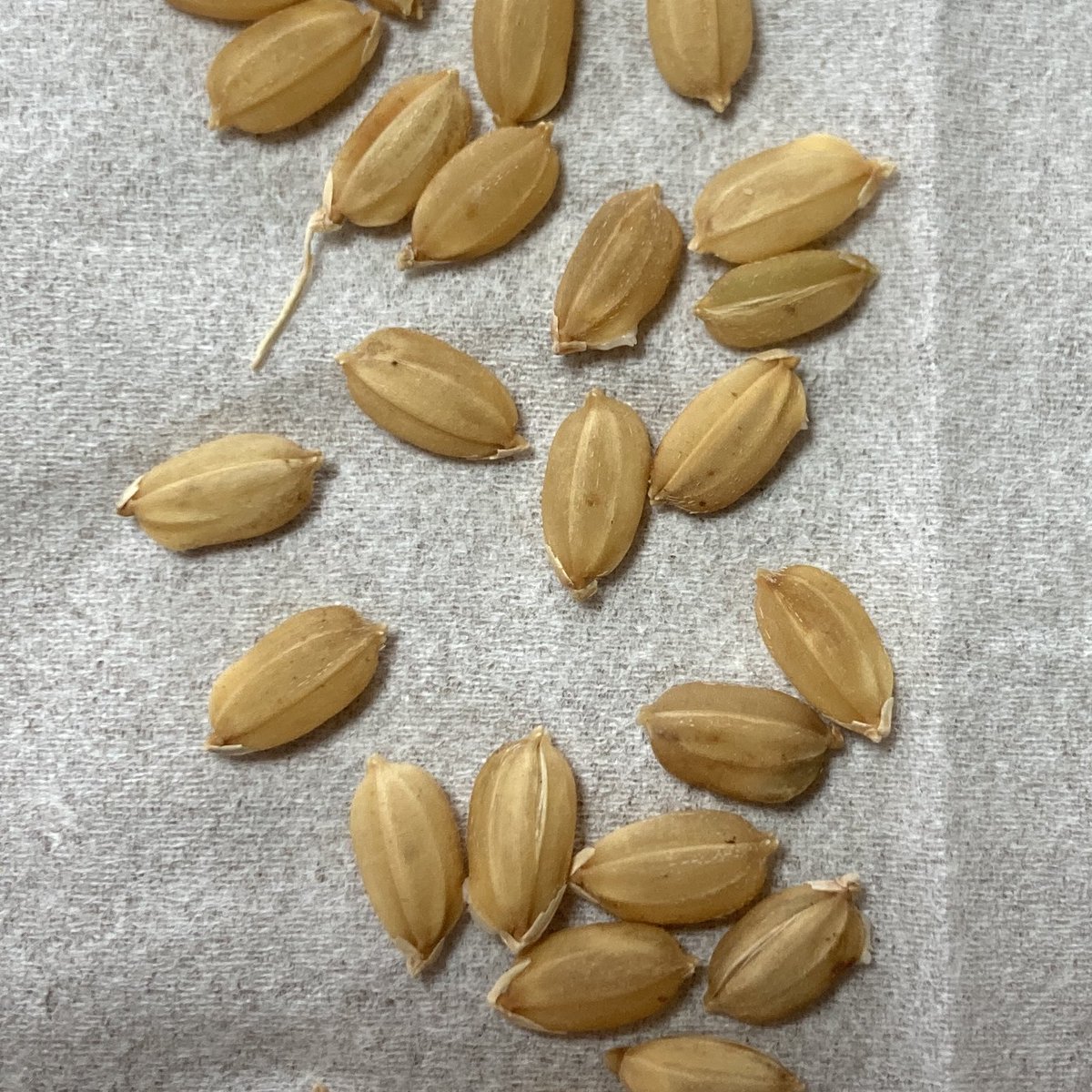 BO02531101's tweet photo. 催芽をやめるタイミングはいつも迷う。僕は芽を出し過ぎないタイミングでやめてしまうので、全体的には催芽が不十分な気もする。難しい。 https://t.co/QK8JGkrkMS