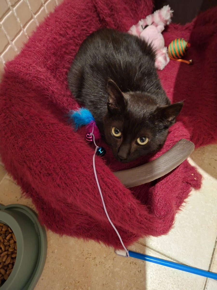 OpenEye95053629's tweet photo. Vamos por favor una casita para
#TIZON se le acaba la #acogida 
y vuelve al refugio!!
No va a entender nada angelito!
☎️ 655 441 514 Ainhoa 
@f_lo_morant 
#adopcion #adopta #panterita 
#AdoptaNoCompres #gatos https://t.co/BYh0C9oy9P