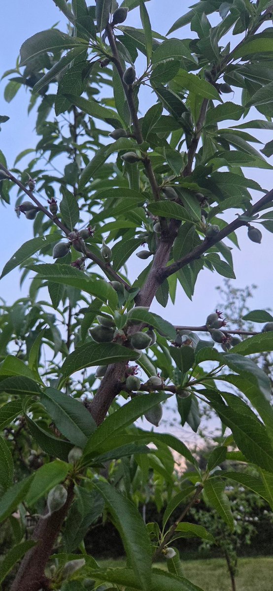 Ђет Милоје и десет љутих гуслара шњим tweet media