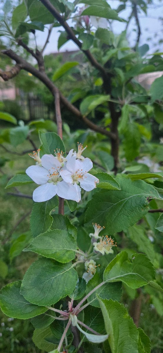 Ђет Милоје и десет љутих гуслара шњим tweet media