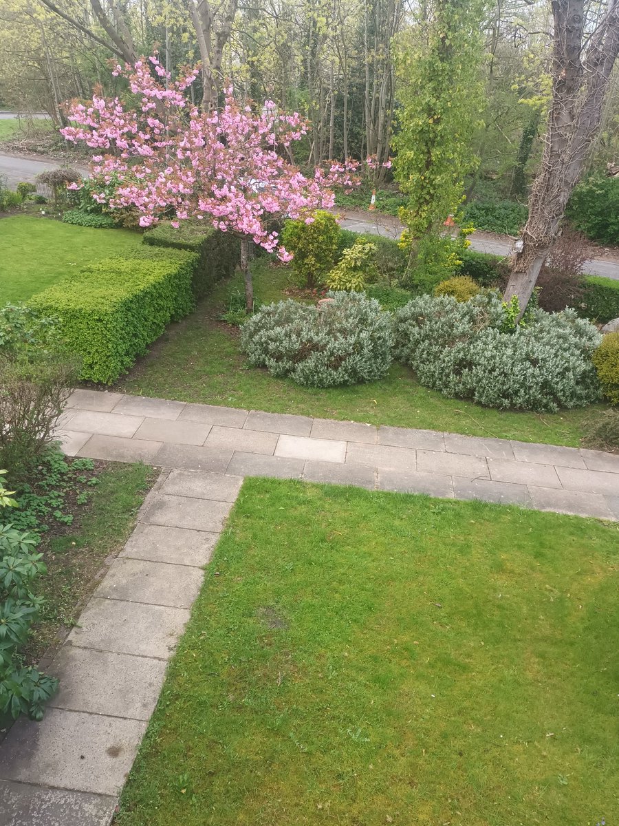 Itsazappathing ( Lizweedus) tweet media