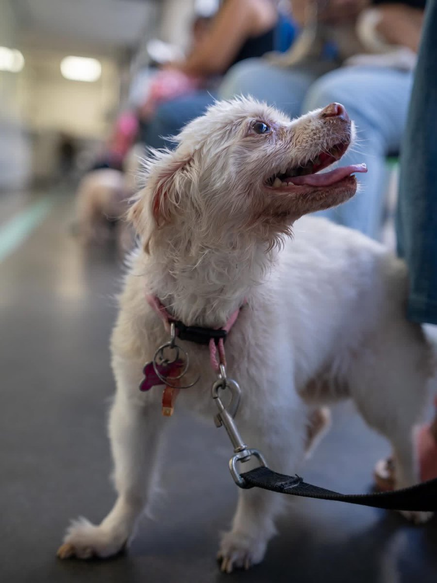 Chivo Pets tweet media