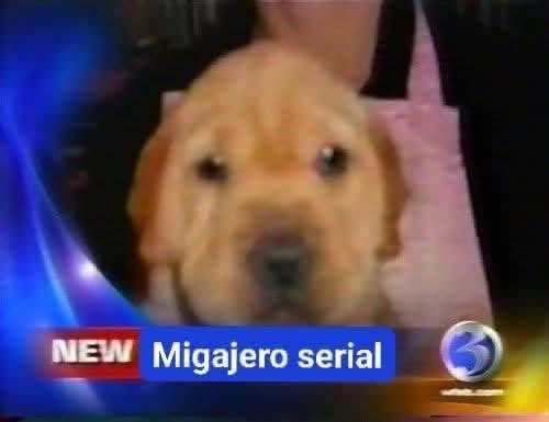 ángeles tweet media