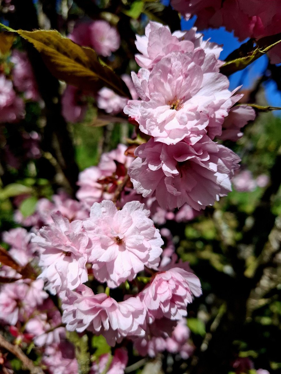 boudeur's tweet media