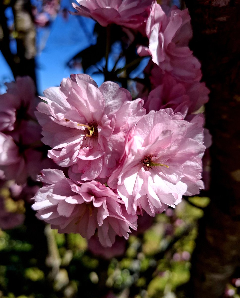 boudeur's tweet media