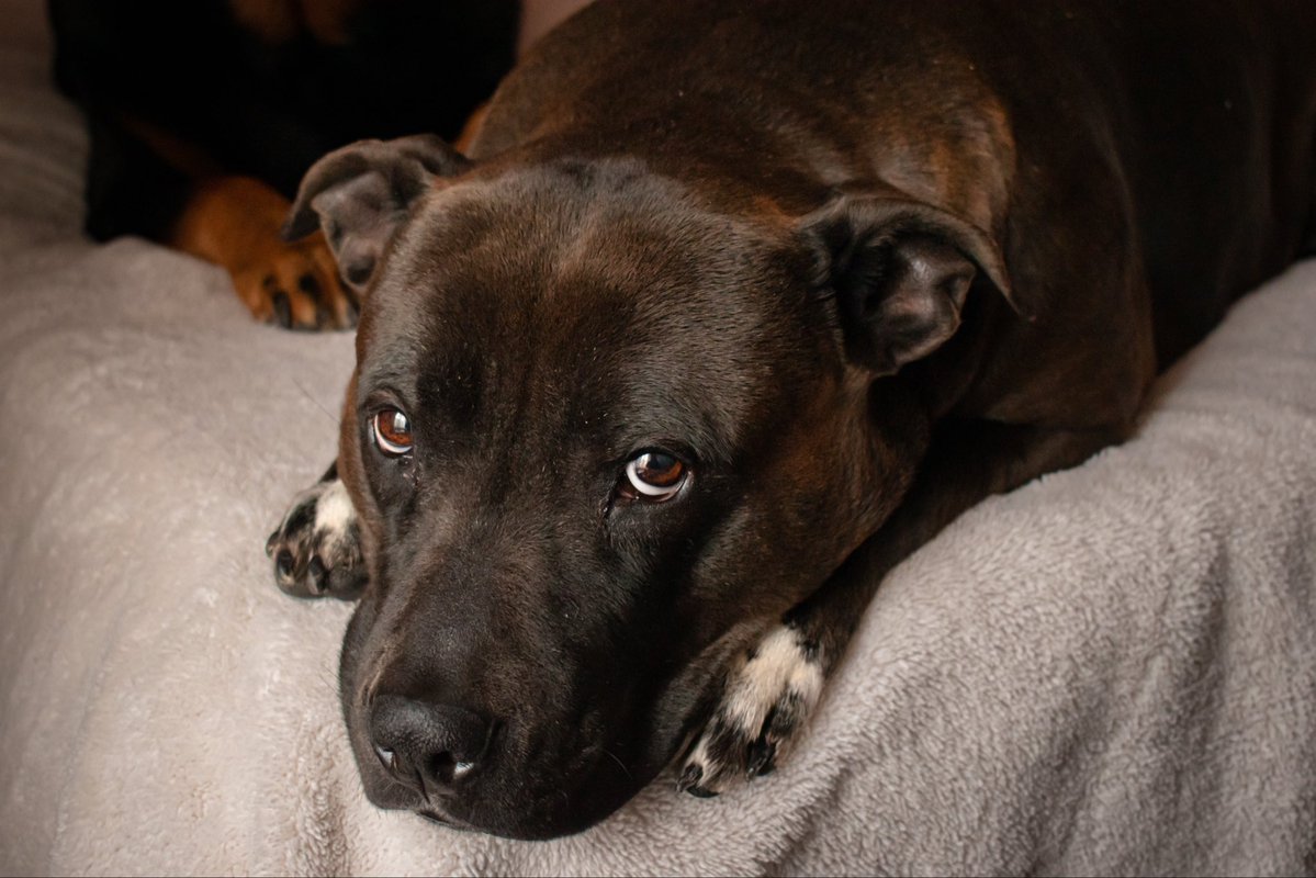 Shaun Edward Bacca tweet media