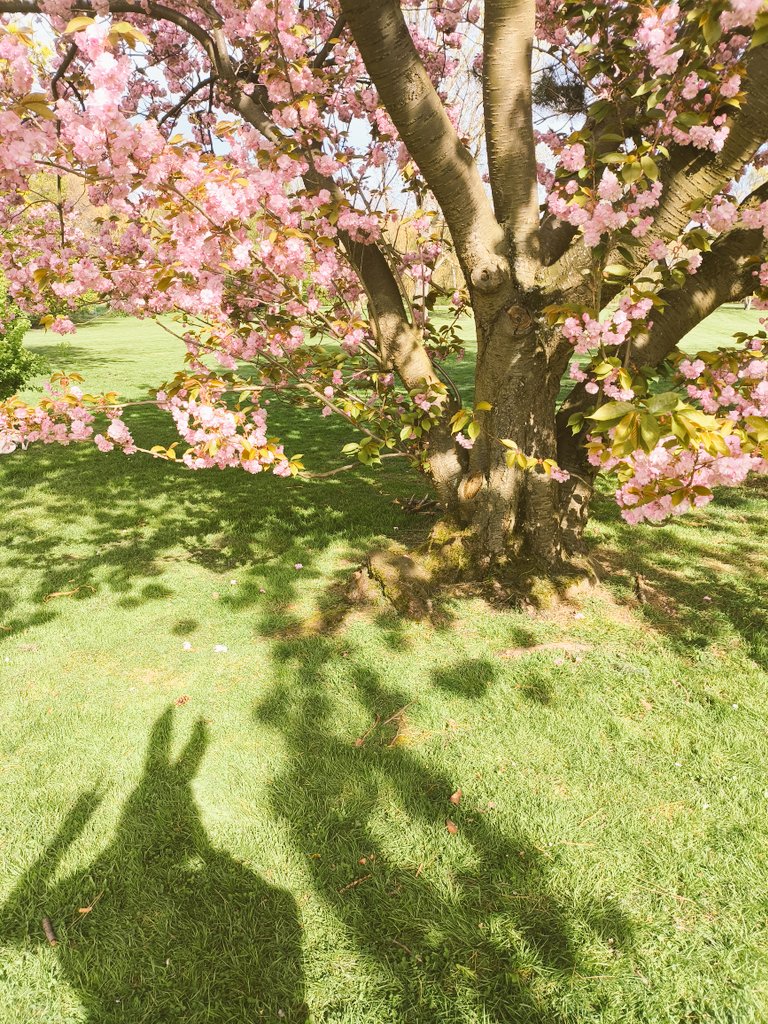 Kiana Cinnabun 🐇🌙 ENVtuber ✨ tweet media