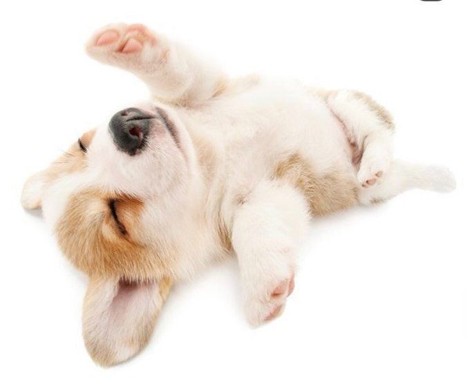 catherine ❤︎s alphonse 𑁍ࠬܓ tweet media