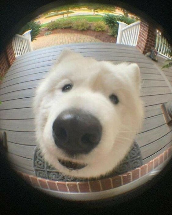 samoyed daily ☁️ tweet media