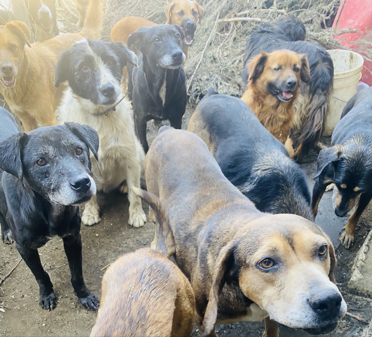 Oceanican tweet media